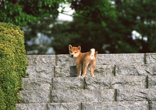 Schöner Hund