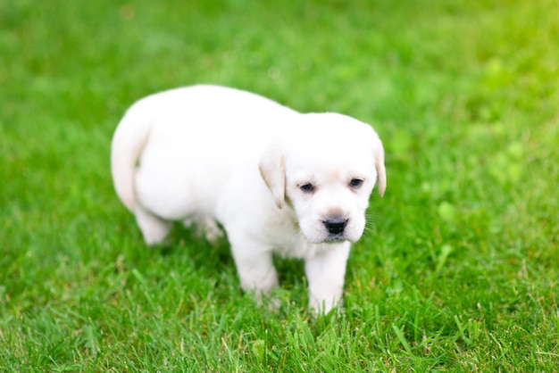 Schöner Hundewelpe Labrador Retriever beim Spielen