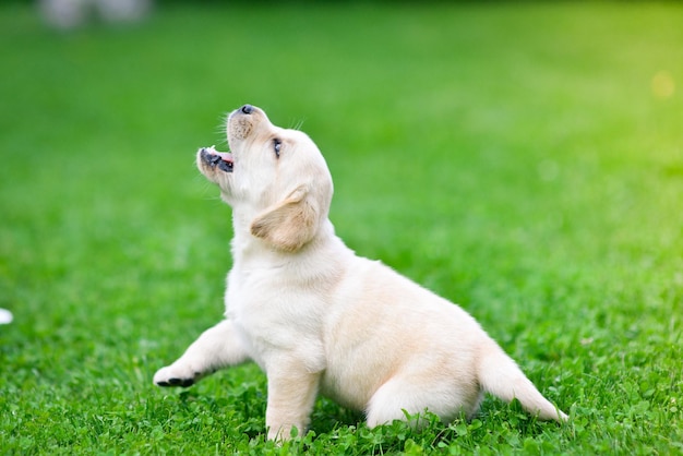 Schöner Hundewelpe Labrador Retriever beim Spielen