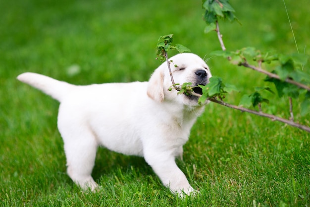 Schöner Hundewelpe Labrador Retriever beim Spielen