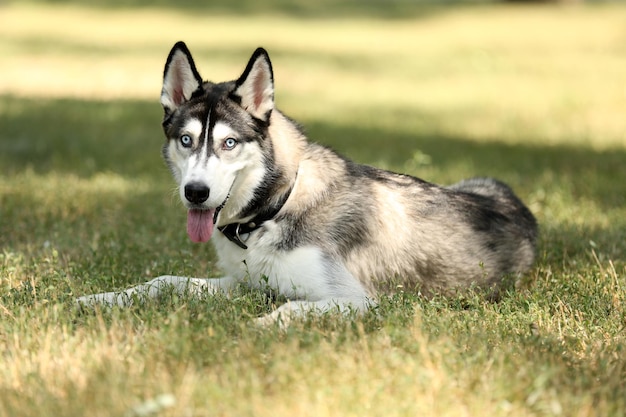 Schöner Husky-Hund im Park