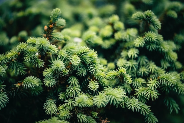 Schöner immergrüner Zweig der Weihnachtsbaum-Nahaufnahme. Kleiner Nadelbaum der grünen Nadeln mit Kopienraum. Fragment der kleinen Tanne ist eng. Grünliche natürliche Fichtentextur im Makro.