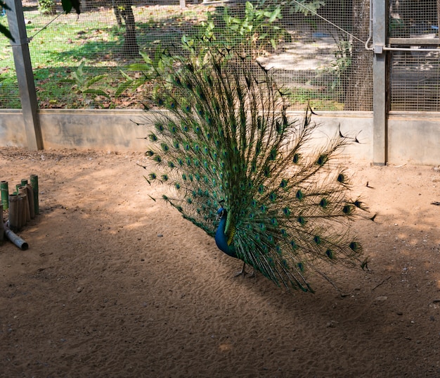 Schöner indischer Pfau