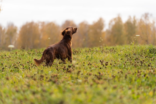 Schöner Irischer Setter, der im Feld steht