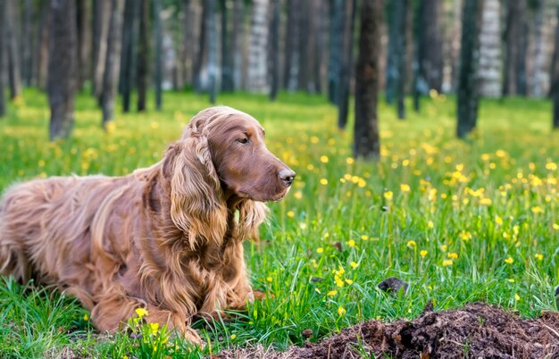 Schöner irischer Setter-Hund, der im Gras liegt