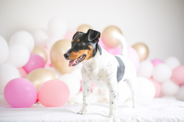 Schöner Jack Russell Terrier Hund mit vielen Luftballons auf weißem Hintergrund
