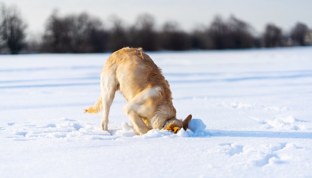 Schöner junger Golden Retriever-Hund, der unter klarem Schnee gräbt