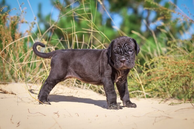 Foto schöner junger italienischer mastiff cane corso (1 monat) auf dem sand mit trockenem gras