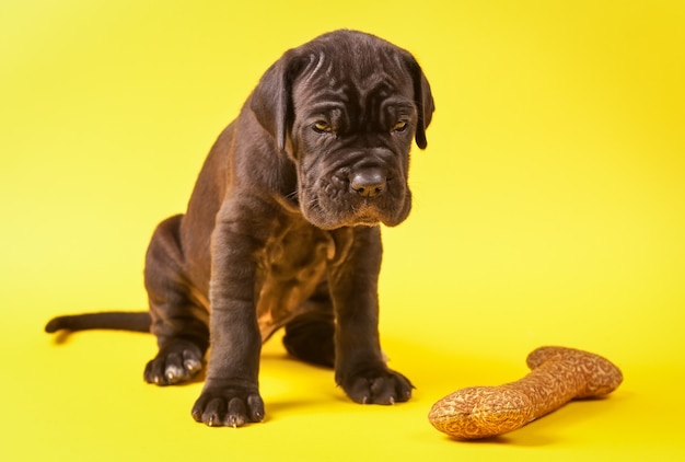 Schöner junger italienischer Mastiff Cane Corso (1 Monat) mit Spielzeugknochen auf gelbem Hintergrund