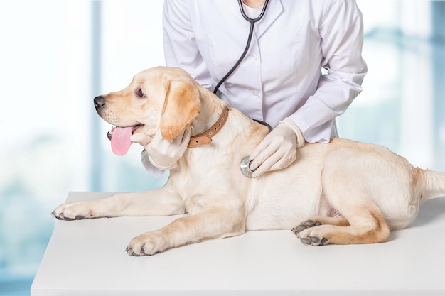 Schöner junger Tierarzt mit einem Hund auf einem weißen Hintergrund