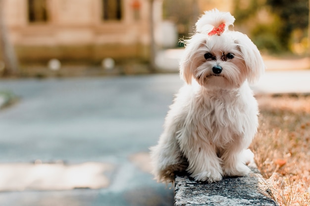 Schöner junger weißer maltesischer Hund, der im Park aufwirft