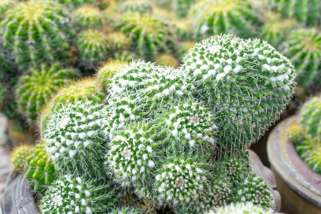 Schöner Kaktus im Garten. Als Zierpflanze weit verbreitet. Nahaufnahme des selektiven Fokus.