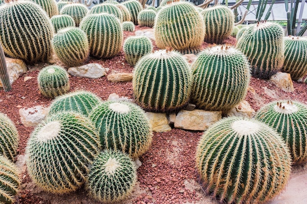 Schöner Kaktus im Garten