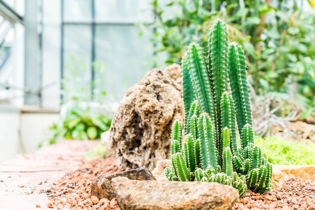 schöner Kaktus in Houseplant