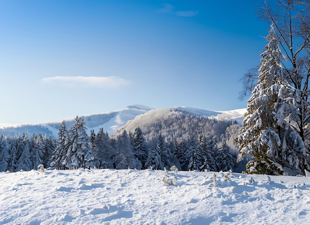 Schöner kalter Wintermorgen mit Schnee-Hintergrund, Bäumen, Wald und Berg im Hintergrund