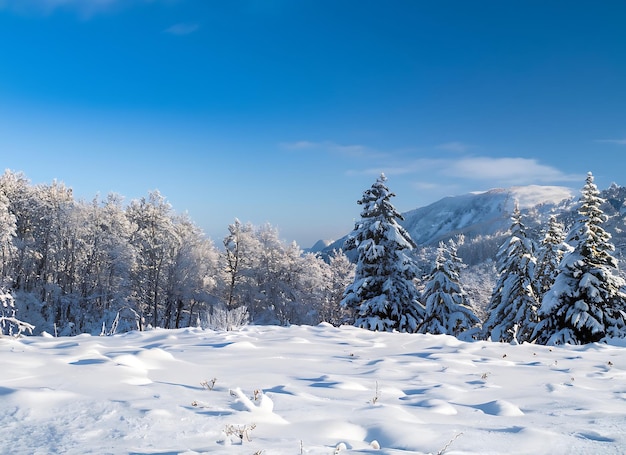 Schöner kalter Wintermorgen mit Schnee-Hintergrund, Bäumen, Wald und Berg im Hintergrund