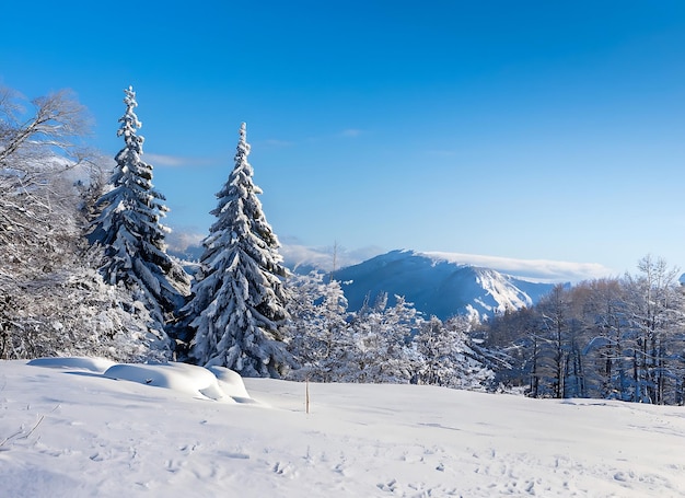 Schöner kalter Wintermorgen mit Schnee-Hintergrund, Bäumen, Wald und Berg im Hintergrund