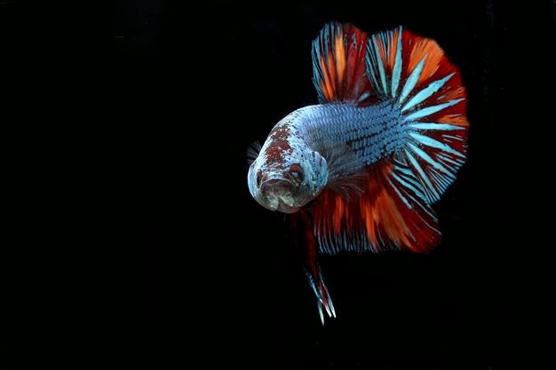 Schöner Kampffisch des Drachen Nemo Betta auf schwarzem Schwarzgrund