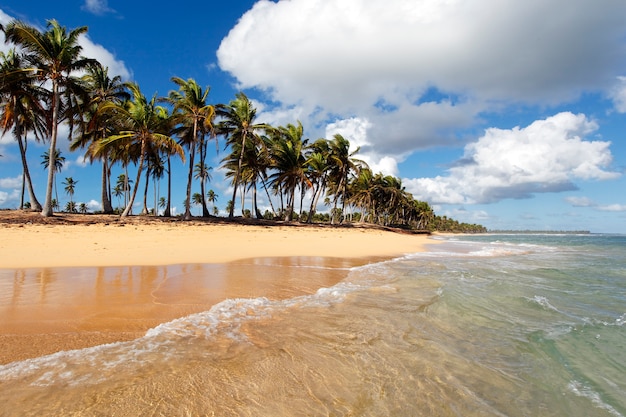 Schöner karibischer Strand mit Palmen und Himmel