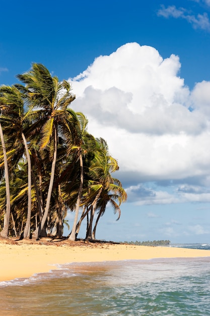 Schöner karibischer Strand mit Palmen und Wolken