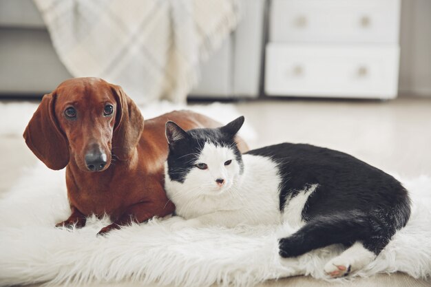 Schöner Katzen- und Dackelhund auf Teppich, Innen