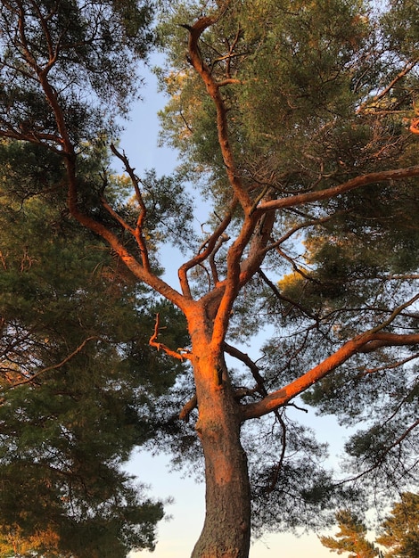 Foto schöner kiefer in nahaufnahme ein großer baum mit vielen zweigen verzweigter baum bei sonnenuntergang