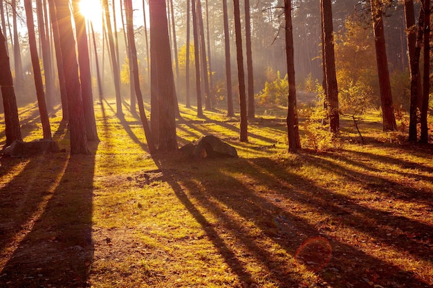 Schöner Kiefernwald im Herbst am frühen Morgen Sonnenaufgang im Wald