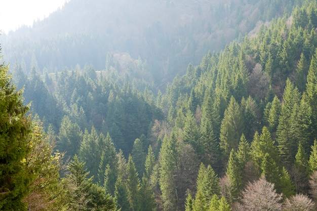 Schöner Kiefernwald in der Schweiz