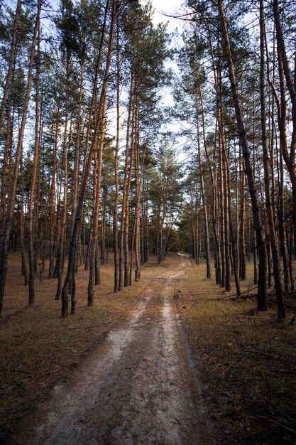 Schöner Kiefernwald und die Straße durch den Wald