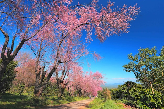 Schöner Kirschblüten-Baumgarten bei Doi Inthanon, Chiang Mai, Thailand