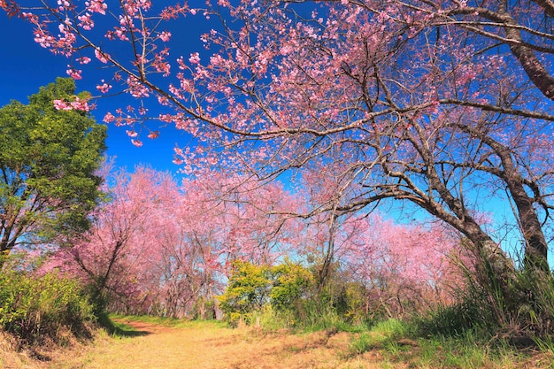 Foto schöner kirschblüten-baumgarten bei doi inthanon, chiang mai, thailand