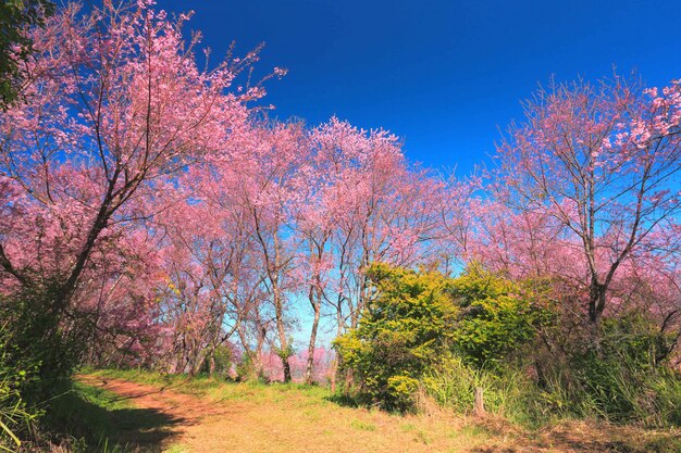 Schöner Kirschblüten-Baumgarten bei Doi Inthanon, Chiang Mai, Thailand