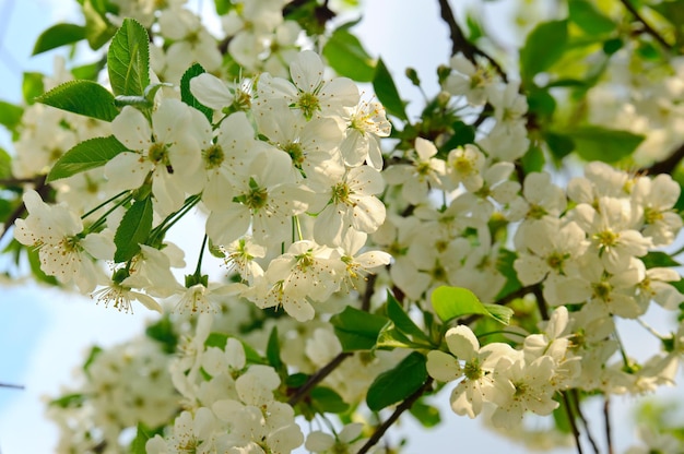 Schöner Kirschblütenzweig im Frühling