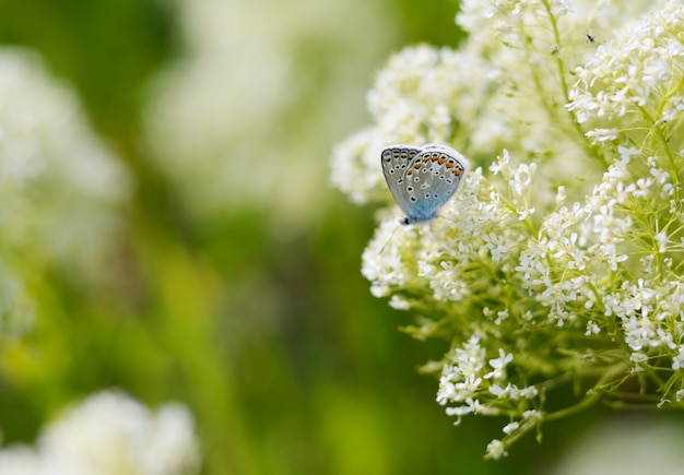 Schöner kleiner blauer Schmetterling