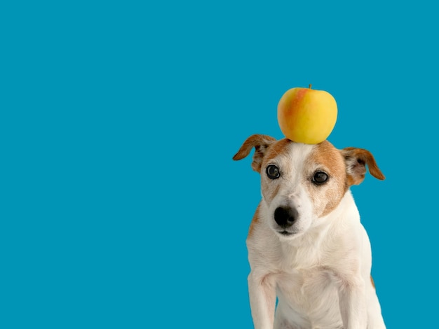 Schöner kleiner Hund mit gelbem Apfel auf Kopf, der auf hellblauem Hintergrund steht
