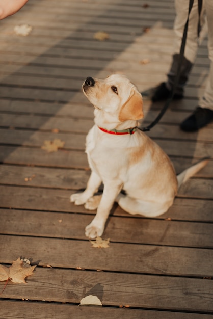 Foto schöner kleiner labrador-welpe, der auf der holzbodennahaufnahme sitzt