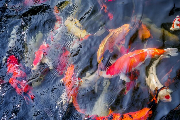 Schöner Koi-Fisch im Teich im Garten