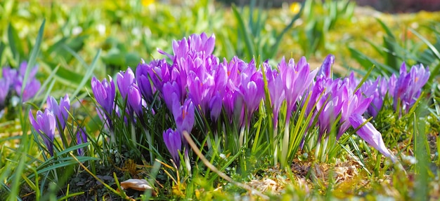 Schöner Krokus Ein Nahaufnahmefoto des schönen Krokus