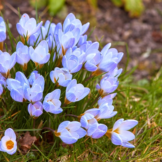 Schöner Krokus im Frühling Schöner Krokus in meinem Garten im Frühling