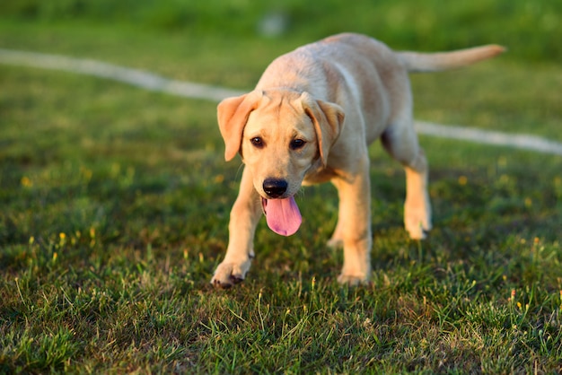 Schöner Labradorwelpe, der auf dem Rasen bei Sonnenuntergang oder Sonnenaufgang spielt