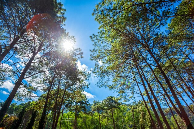 Schöner Lärchenwaldsommer mit verschiedenen Bäumen, Kiefernwaldgrün auf dem Berg