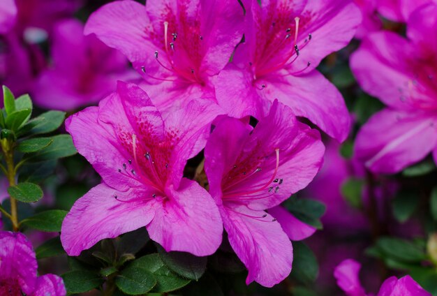 Schöner lebendiger Azaleenblumenbaum, der im botanischen Garten in Kiew blüht. Helle Blumen hautnah.