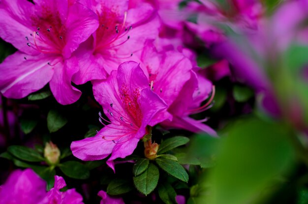 Schöner lebendiger Azaleenblumenbaum, der im botanischen Garten in Kiew blüht. Helle Blumen hautnah.