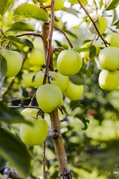 Schöner leckerer grüner Apfel auf Zweig des Apfelbaums im Obstgarten. Herbsternte im Garten draußen. Dorf, rustikaler Stil. Platz kopieren.