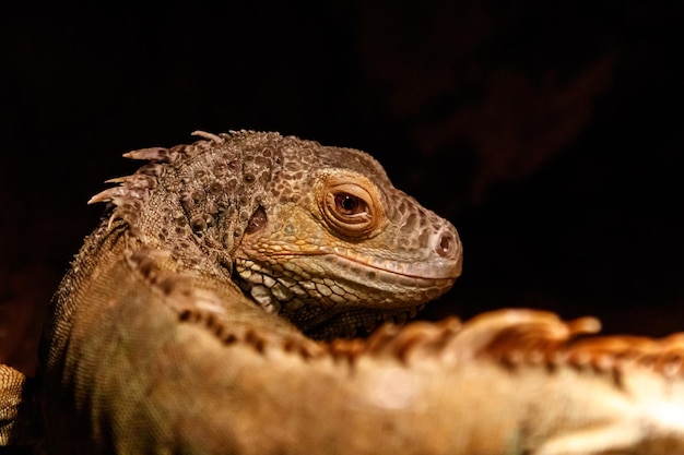 Schöner Leguan grüner Leguan Leguan