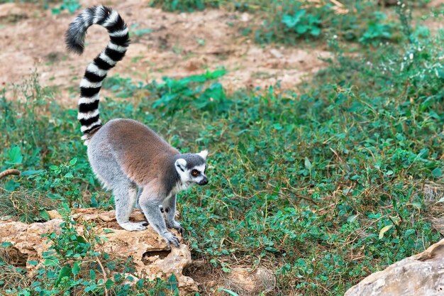 Schöner Lemur auf einem Hintergrund von grünem Gras