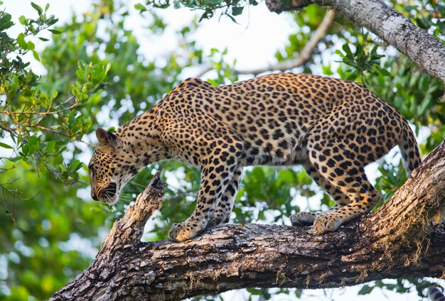 Schöner Leopard, der auf einem Zweig entspannt