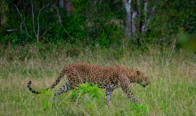 Schöner Leopard, der in der Natur geht