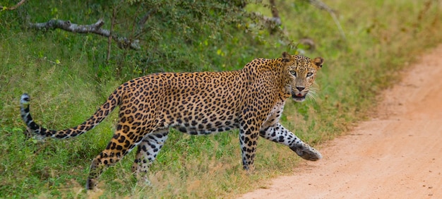 Schöner Leopard, der in der Natur geht