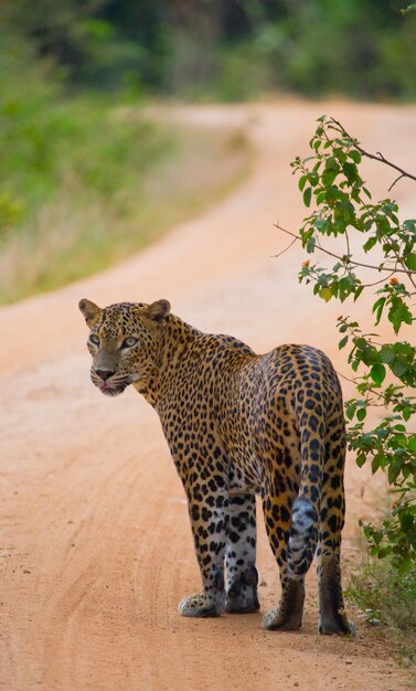 Schöner Leopard, der in der Natur geht